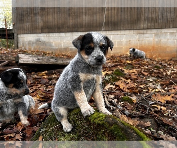 Medium Photo #43 Australian Cattle Dog Puppy For Sale in OREGON HOUSE, CA, USA