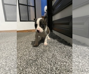 American Pit Bull Terrier-Siberian Husky Mix Puppy for sale in DOWAGIAC, MI, USA
