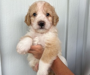 Aussiedoodle Miniature -Goldendoodle Mix Puppy for sale in BILOXI, MS, USA