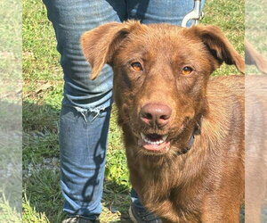 Labrador Retriever-Unknown Mix Dogs for adoption in Rustburg, VA, USA