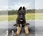 Small Photo #26 German Shepherd Dog Puppy For Sale in SUMPTER TWP, MI, USA