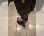 Small #4 American Pit Bull Terrier Mix