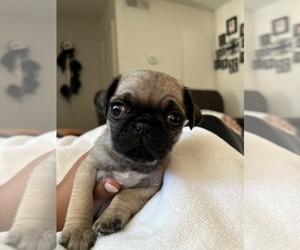 American Lo-Sze Pugg Puppy for sale in RANCHO MIRAGE, CA, USA