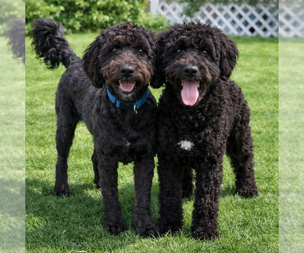 Medium Photo #1 Poodle (Miniature)-Wheaten Terrier Mix Puppy For Sale in Grovertown, IN, USA