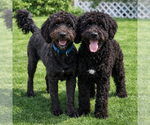 Small Poodle (Miniature)-Wheaten Terrier Mix