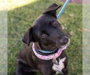 Labrador Retriever-Unknown Mix Dogs for adoption in San Diego, CA, USA
