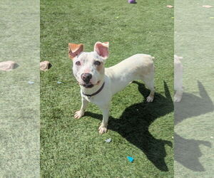 Jack Russell Terrier-Unknown Mix Dogs for adoption in Calhoun, GA, USA