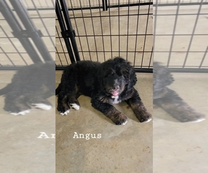 Bernedoodle-Bernese Mountain Dog Mix Puppy for sale in LONG GROVE, IA, USA