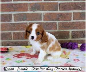 Cavalier King Charles Spaniel Puppy for Sale in CLARKRANGE, Tennessee USA