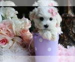 Small Maltese
