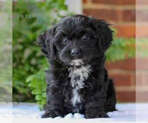 Cavachon Puppy for Sale in GORDONVILLE, Pennsylvania USA