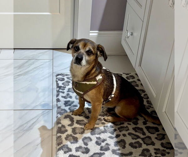 Medium Photo #2 Chiweenie Puppy For Sale in Brewster, NY, USA