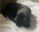 Small #6 F2 Aussiedoodle