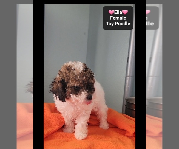 Medium Photo #2 Poodle (Toy) Puppy For Sale in TUCSON, AZ, USA