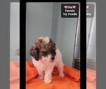Small #1 Poodle (Toy)