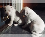 Small Photo #13 Dogo Argentino Puppy For Sale in CANON CITY, CO, USA