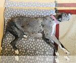 Small #3 Great Dane Mix