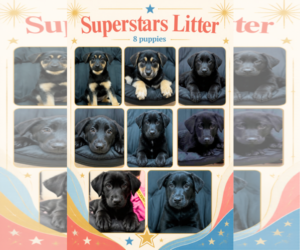 Medium Photo #1 Mutt Puppy For Sale in Anchorage, AK, USA