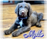 Small Photo #4 Labradoodle Puppy For Sale in BURNS, TN, USA