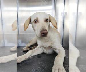 Labrador Retriever-Unknown Mix Dogs for adoption in San Antonio, TX, USA