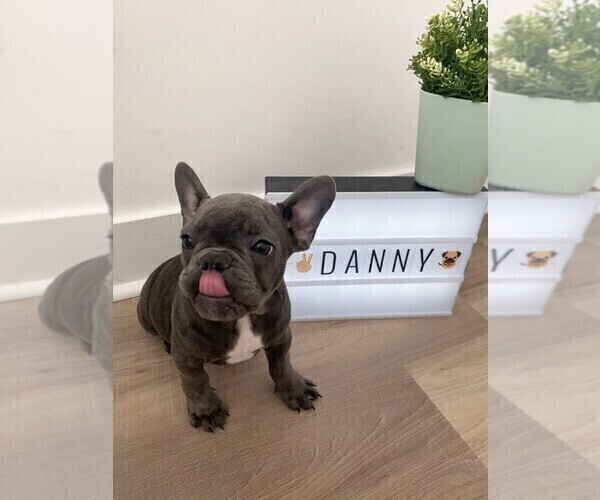 Medium Photo #5 French Bulldog Puppy For Sale in YONKERS, NY, USA