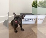 Small Photo #5 French Bulldog Puppy For Sale in YONKERS, NY, USA
