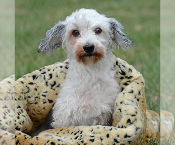 Medium Photo #2 Maltese Dinmont Terrier Puppy For Sale in Gretna, NE, USA