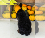 Small #4 Poodle (Miniature)