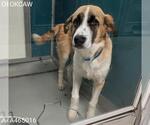 Small Anatolian Shepherd Mix