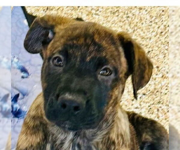 Medium Photo #1 German Shepherd Dog-Unknown Mix Puppy For Sale in Canton, CT, USA