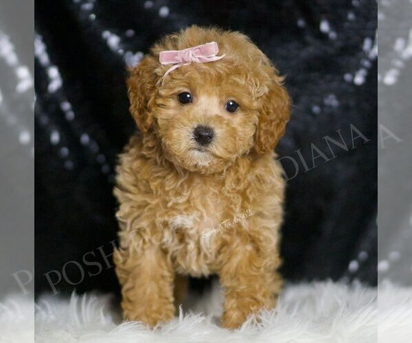Medium Photo #1 Maltipoo Puppy For Sale in WARSAW, IN, USA