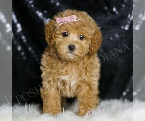 Maltipoo Puppy for sale in WARSAW, IN, USA