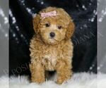 Small Maltipoo