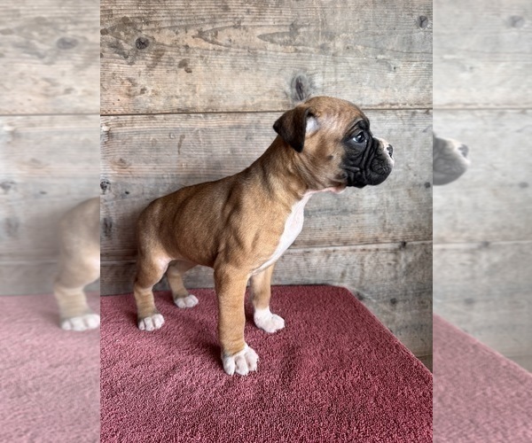 Medium Photo #12 Boxer Puppy For Sale in VERMONTVILLE, MI, USA