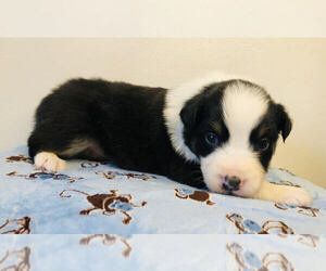 Australian Shepherd Puppy for Sale in BAKERSFIELD, California USA