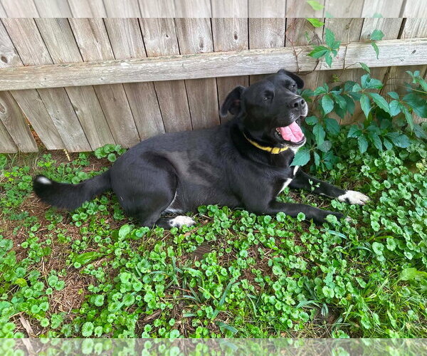 Medium Photo #5 Labrador Retriever-Unknown Mix Puppy For Sale in Hinton, WV, USA