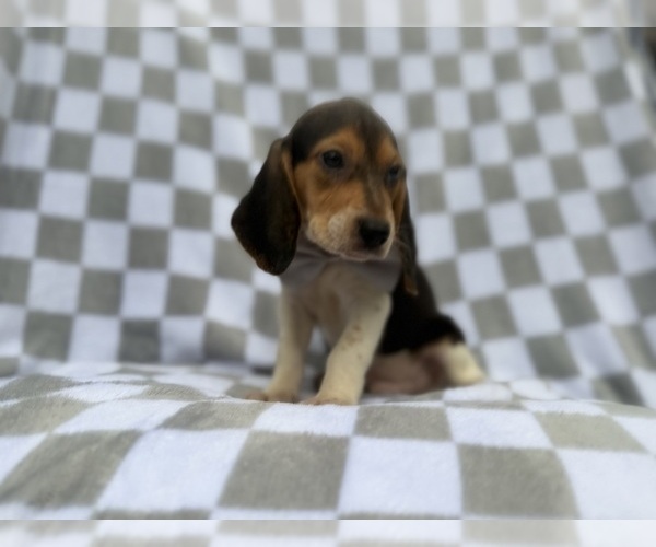 Medium Photo #3 Beagle Puppy For Sale in LAKELAND, FL, USA