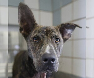 Labrador Retriever-Unknown Mix Dogs for adoption in San Antonio, TX, USA