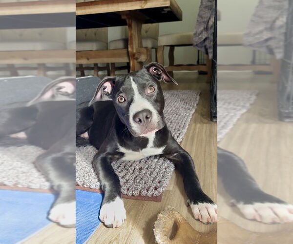 Medium Photo #7 Mutt Puppy For Sale in Mooresville, NC, USA