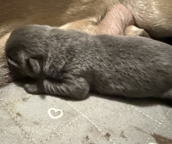 Medium Photo #1 Cane Corso Puppy For Sale in STUART, IA, USA