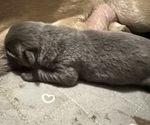 Puppy 2 Cane Corso