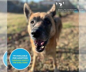 German Shepherd Dog Dogs for adoption in Santa Cruz, CA, USA