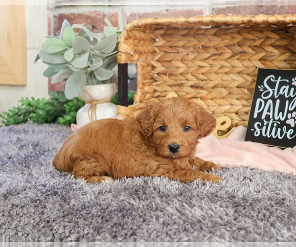 Medium Photo #2 Goldendoodle Puppy For Sale in SYRACUSE, IN, USA