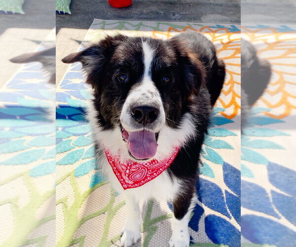 Medium Photo #3 Mutt Puppy For Sale in San Leon, TX, USA