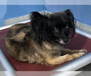Pomeranian Dogs for adoption in Forestville, MD, USA