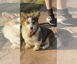 Father of the Pembroke Welsh Corgi puppies born on 09/18/2023
