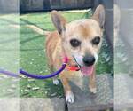 Small Chihuahua Mix