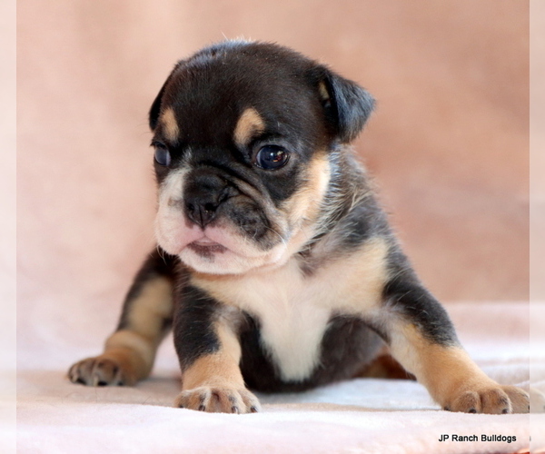 Medium Photo #5 Bulldog Puppy For Sale in WINNSBORO, TX, USA
