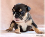 Small #4 Bulldog