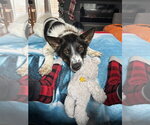 Small #12 Border Collie Mix